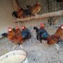 Bantam zivina