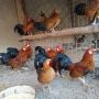 Bantam zivina