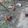 Bantam zivina