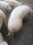Svinje tovljenici na prodaju