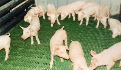 Oprema za farme