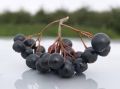 Organski uzgojena aronija - sveže ubrana