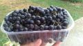 Organski uzgojena aronija - sveže ubrana