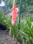 Lukovice cveca GLADIOLA