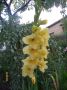 Lukovice cveca GLADIOLA