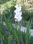 Lukovice cveca GLADIOLA