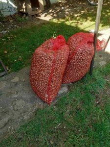 Vrsim otkup lešnika i oraha
