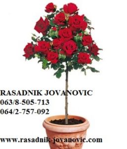 Ruze stablasice