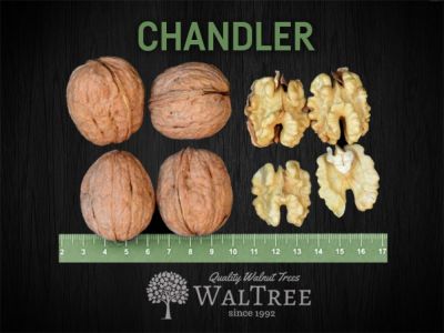 PRODAJA SADNICA ORAHA CHANDLER 