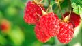Sadnice Maline