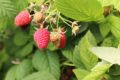 Sadnice Maline