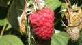 Sadnice Maline