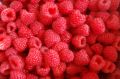 Sadnice Maline