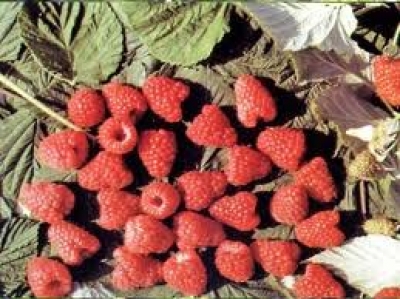 Prodajemo sadnice maline sorte vilamet,...