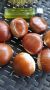 Kalemljeni kesten-prinos od 5-7 t po ha