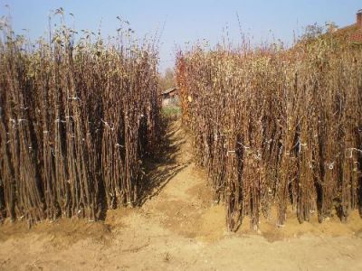 RASADNIK NASTIC SAŠE prodaja voćnih sad
