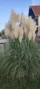 Pampas na prodaju