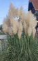 Pampas na prodaju