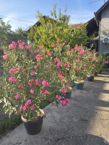 Lijanderi - raznih boja i veličina