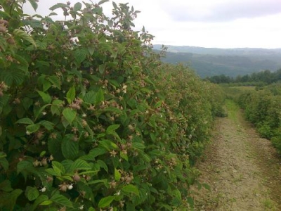 Sadnice kupine sorte CESTER, TORNFRI i...