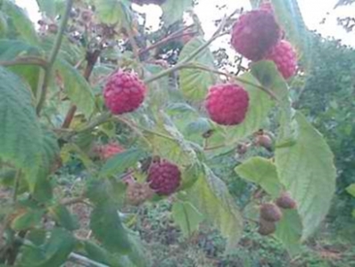 Sadnice maline dvorodne sorte HERITAGE 