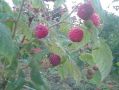 Sadnice maline dvorodne sorte HERITAGE 