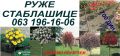 RASADNIK RUZA