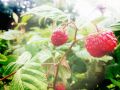 Sadnice maline VILAMET(povoljno)