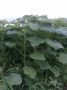 SADNICE paulovnije, kupine, maline