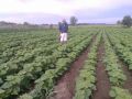 SADNICE paulovnije, kupine, maline
