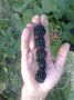 SADNICE paulovnije, kupine, maline