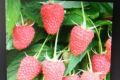 SADNICE paulovnije, kupine, maline
