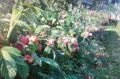 SADNICE paulovnije, kupine, maline