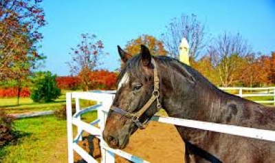Ergela konja „Kelebija“, koja se...