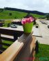 Apartman Stefy Zlatibor
