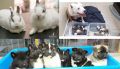 Veterinarska ambulanta i pet shop Novi S