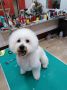Pet salon SCOOBY, Požarevac, Kosovska 87