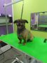 Pet salon SCOOBY, Požarevac, Kosovska 87