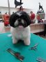 Pet salon SCOOBY, Požarevac, Kosovska 87
