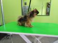 Pet salon SCOOBY, Požarevac, Kosovska 87