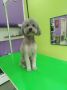 Pet salon SCOOBY, Požarevac, Kosovska 87