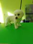 Pet salon SCOOBY, Požarevac, Kosovska 87