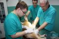 Dezurni veterinar Zemun