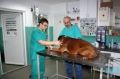 Dezurni veterinar Zemun