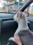 PET TAXI – SAPOPREVOZ