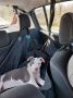 PET TAXI – SAPOPREVOZ