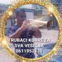 Profesionalni trubači Beograd - Kobre 06