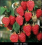 Potrebni radnici za berbu maline